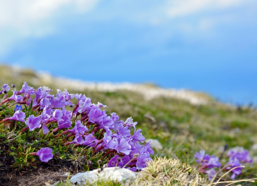 Quelle est la beauté cachée des fleurs de montagne ?
