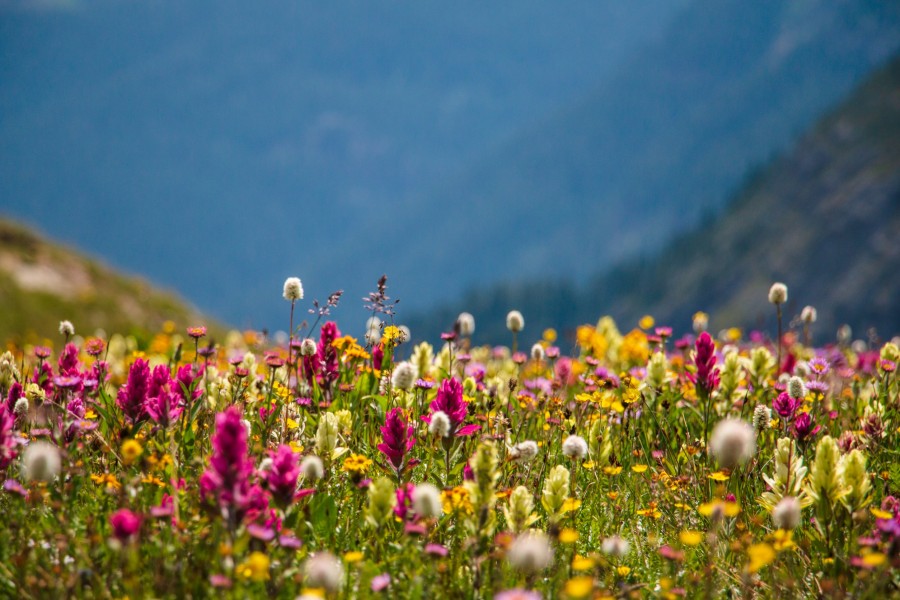 Pourquoi les fleurs de montagne sont-elles si particulières ?