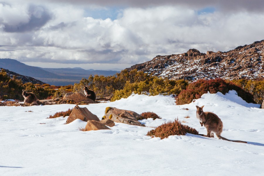 Tout savoir pour faire du ski en Australie